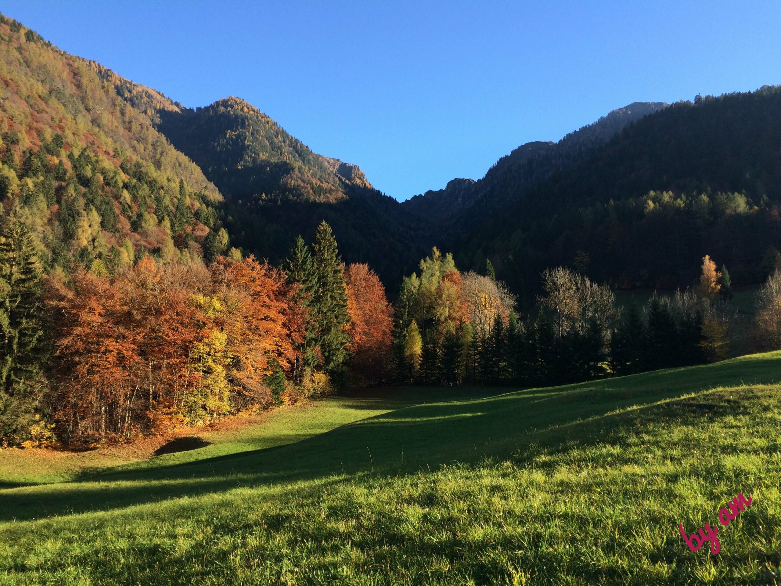 vita autunnale in un bosco di montagna con larici colorati